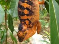 Camaleonte furcifer femmina